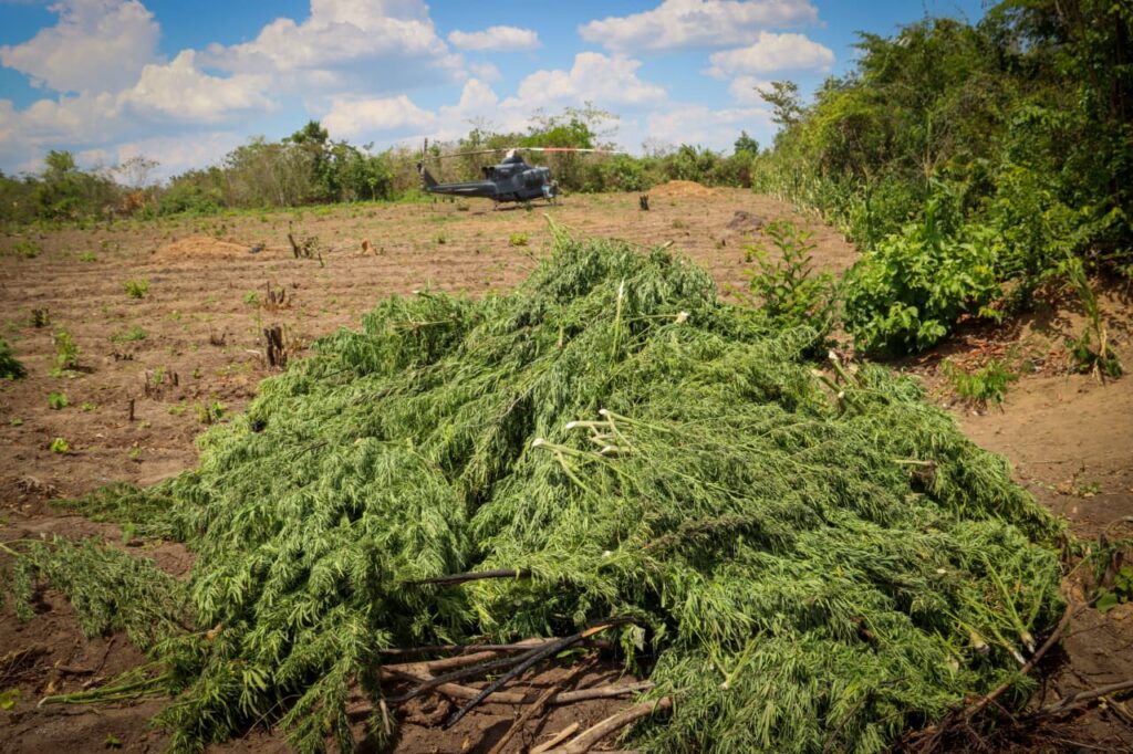PF erradica 29 mil pés de maconha, prende cinco suspeitos e apreende armas em operação no Maranhão.