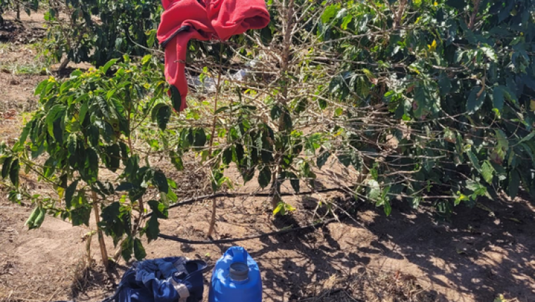 Operação do Ministério do Trabalho resgatou 13 trabalhadores em condições análogas à escravidão em fazenda de café no interior de São Paulo.